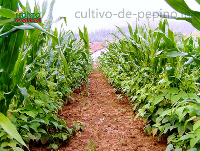 Asociación de cultivo de maíz y alubias en campo abierto
