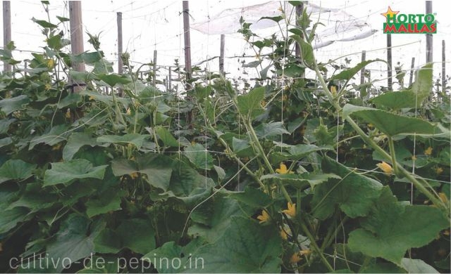 Abundante cultivo de pepino entutorado veticalmente con malla espaldera