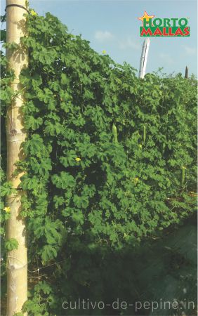 Cultivo de cundeamor, Momordica charantia o melón amargo entutorado con malla espaldera en campo abierto