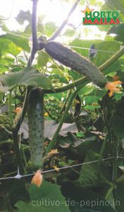 Cultivo de pepino americano entutorado en vertical con malla espaldera y fertirriego