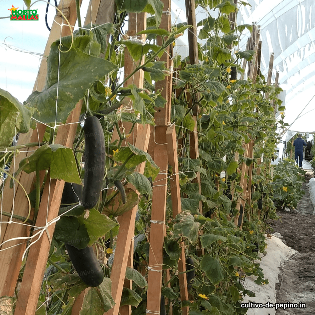 Condiciones climáticas para un mejor cultivo de pepinos